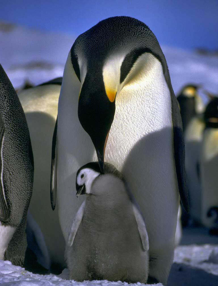 Emperor penguin and chick