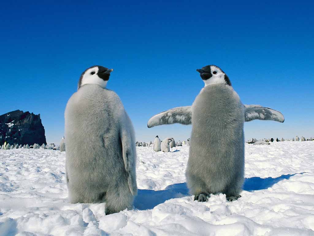 photo of two emperor penguins