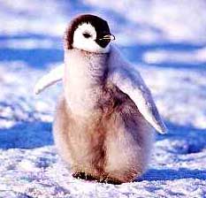 Emperor Penguin chick