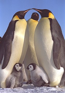 picture of Emperor penguins
