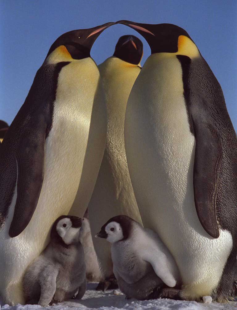 photo of emperor penguin chick