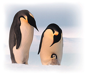 emperor penguins and their chick rookery