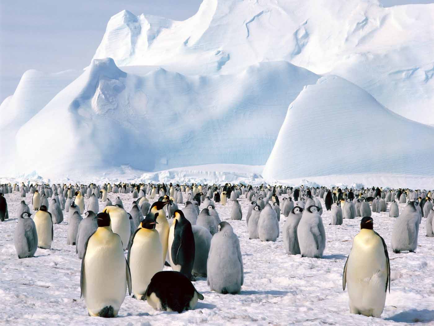 photo of emperor penguin rookery