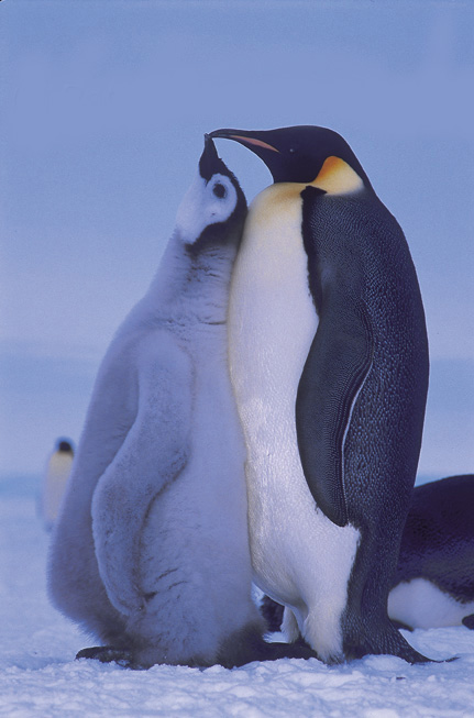 photo of of emperor penguin and hungry chick
