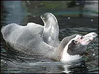 gay Humboldt penguin