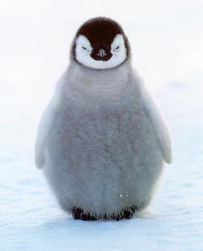 http://www.emperor-penguin.com/penguin-chick.jpg