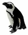 gay black-footed penguin, Spheniscus demersus