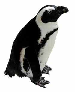 gay black-footed or Jackass penguin