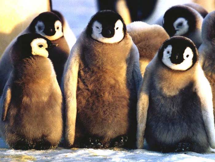 photo of emperor penguin chicks