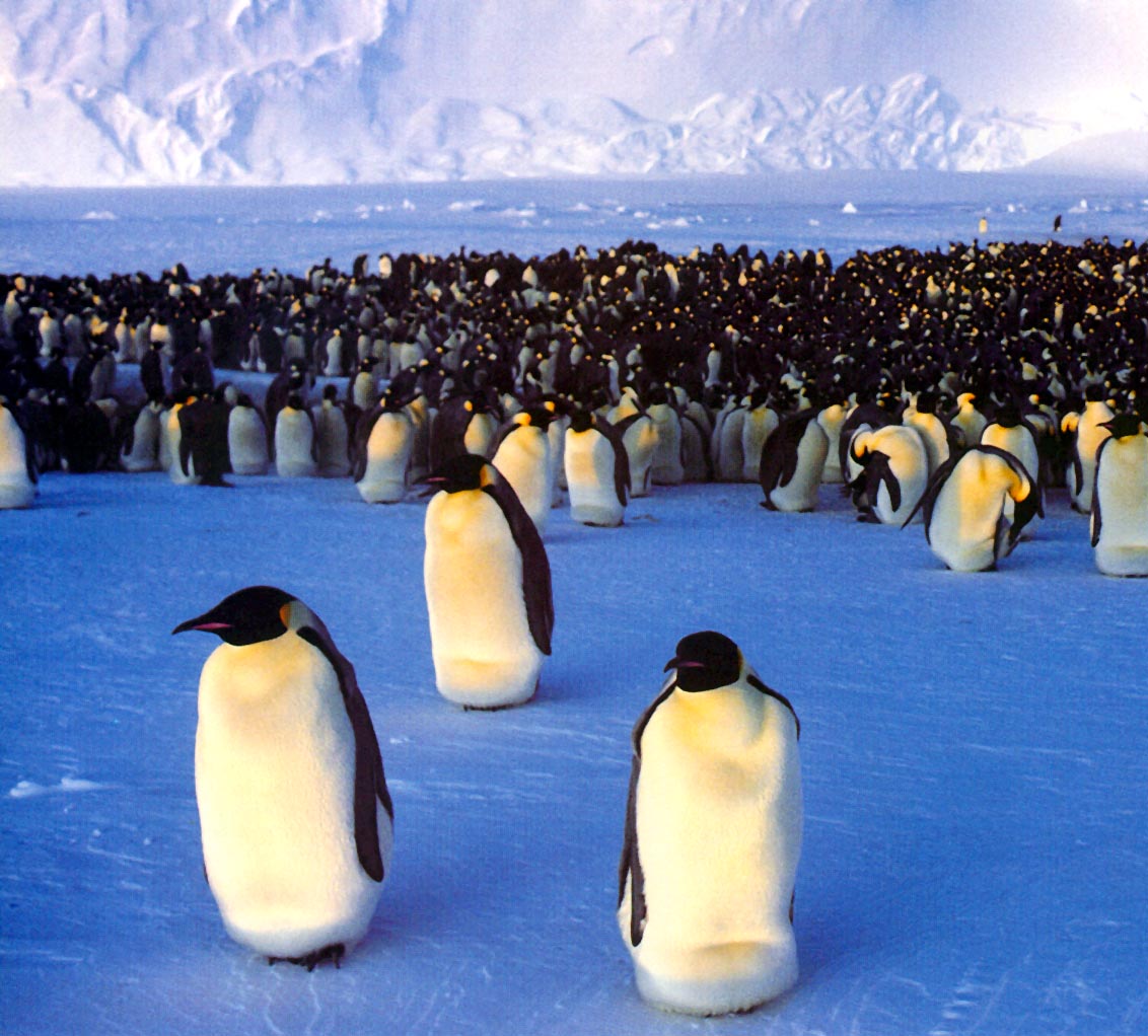 photo of emperor penguin rookery