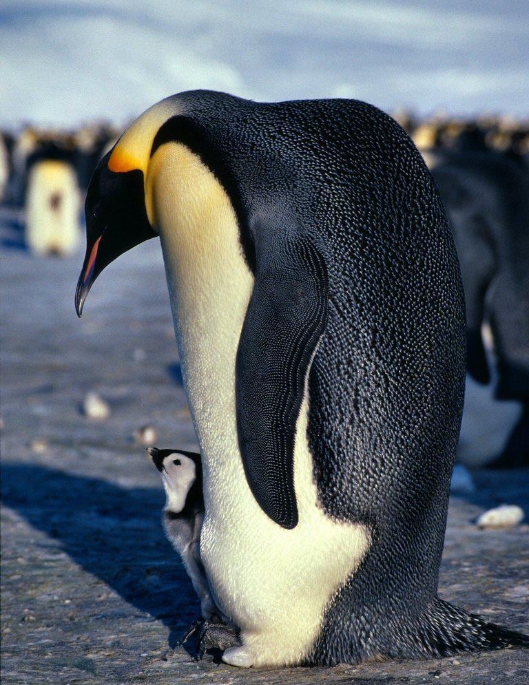 photo of  emperor penguin and chick