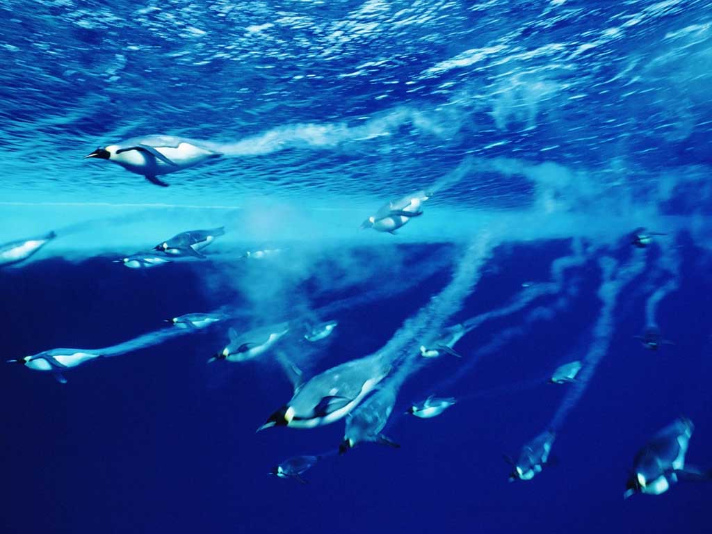 photo of  emperor penguins swimming