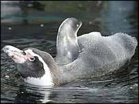 gay Humboldt penguin