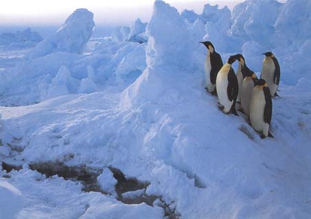 photo of of emperor penguins beside an ice-crack
