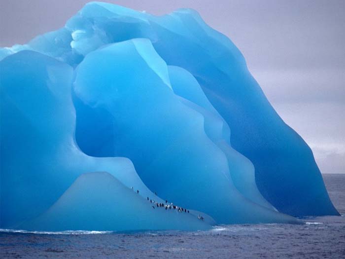 photo of  penguins on ice