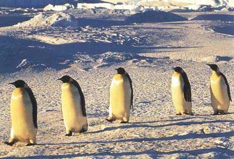 photo of of emperor penguins marching across the Antarctic ice