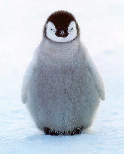 Emperor penguin chick