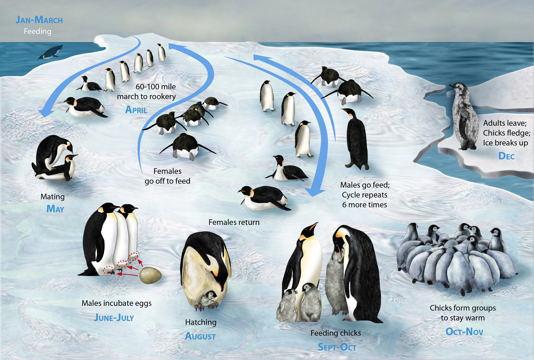 Life Cycle Of The Emperor Penguin Aptenodytes Forsteri