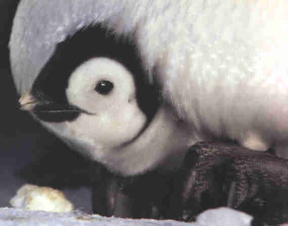 Emperor penguin chick