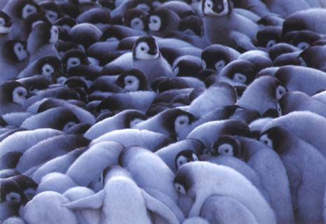 photo of rookery of emperor penguin chicks